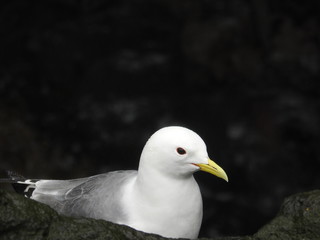 Bird hiding in the western cliffs of Iceland