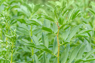 floral background of young plants of beans on a field