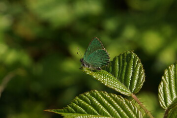Green Hairstreak  Butterfly on Bramble 