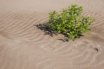 Green Plant on Sandy, Wind-Swept Ocean Beach