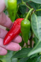 red and green chili peppers on the vine 