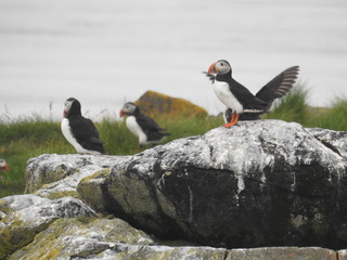 Puffins off the west coast of Iceland