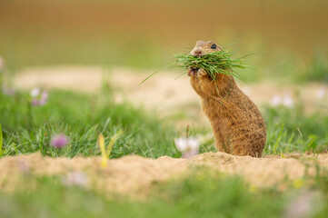 European ground squirrel in the natural environment, Spermophilus citellus