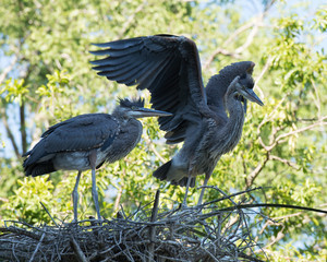 Fototapeta premium Blue Heron stock photos. Close-up profile view on the nest, displaying their blur plumage feathers, spread wings, beak, eye, wings, long legs with a blur background. Picture. Portrait. Image.