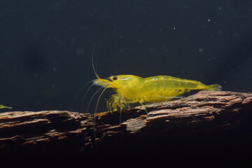 Caridina logemanni gelbe Garnele