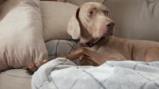 Weimaraner dog lays on the couch with pillows and blankets, looks around, licks his lips, and yawns.  Close up video of large family pet hanging out on sofa.