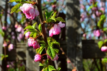 pink flowers in the garden