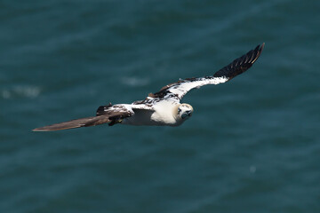 Flying gannet over the sea