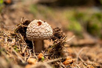 fly agaric mushroom