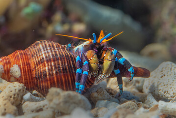 Marine fishes with beautiful corals