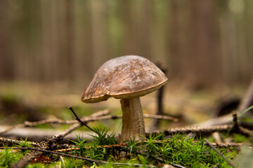 mushrooms in the forest