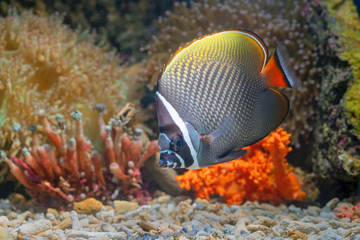 Naklejka na ściany i meble Marine fishes with beautiful corals