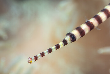 Marine fishes with beautiful corals