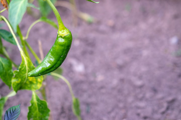 Obraz premium green chilli pepper on the vine 