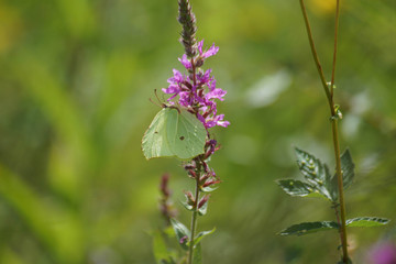 Brimstone  Butterfly feeding in wildflower meadow.