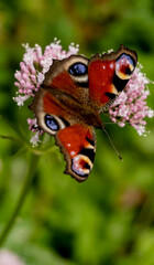 butterfly on a flower