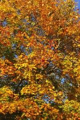 Autumn forest with yellow, orange colors