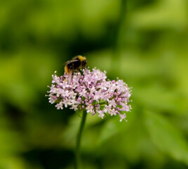 bee on a flower