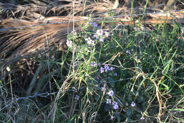 caminho de pedra, céu, árvores, portão, sol, plantação,  quietude, paz, teia de aranha, natureza