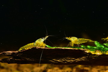 Caridina logemanni gelbe Garnele