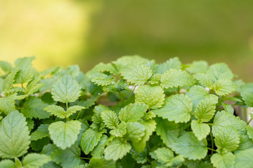 Lemon balm herb in a garden