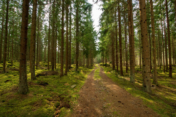 Fototapeta premium road in the forest
