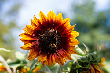 Sunflower and bee in the garden
