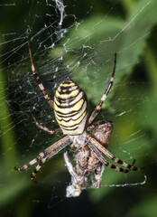 Wasp spider - Argiope bruennichi with his prey.