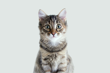 Close-up portrait  surprised gray kitten. Gray background.