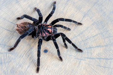 Close up and top view of Xenesthis immanis spider on brown wood slice. Pet, background, wallpaper