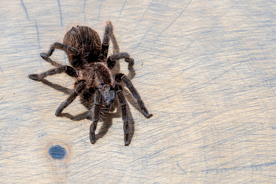 brachypelma albopilosum spider sitting on brown wood slice. Pet, background, close up, top view
