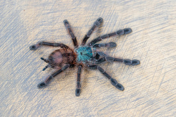Avicularia versicolor spider standing on wooden background. Close up, top view, , wallpaper, poster
