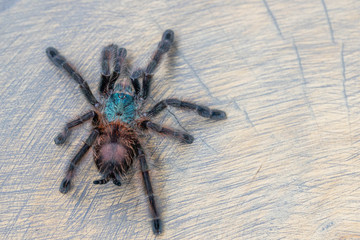 Avicularia versicolor spider standing on wooden background. Close up, top view, , wallpaper, poster