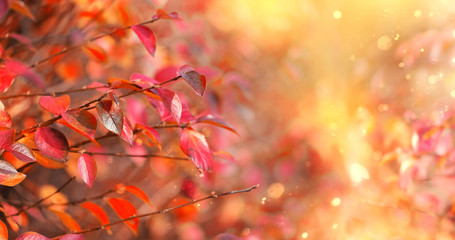 autumn sunny natural background. Bright red fall leaves on branches outdoor. symbol of autumn...