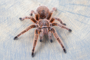 Close up of Grammostola rosea red on wooden surface. Top view, pet, poster, wallpaper