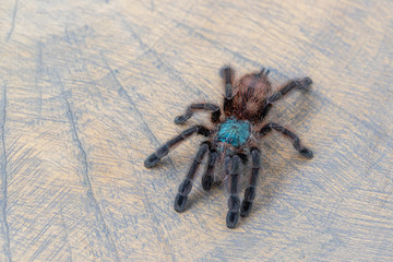 Avicularia versicolor spider on wooden background. Close up, top view, , wallpaper, poster