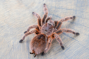 Top view of Grammostola rosea red on wood slice. Close up, pet, wallpaper, poster