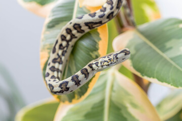 Macro of morelia spilota hanging on leaves of rubber fig and looking at camera. Curled up snake. Exotic pet. Poster, wallpaper. Close up