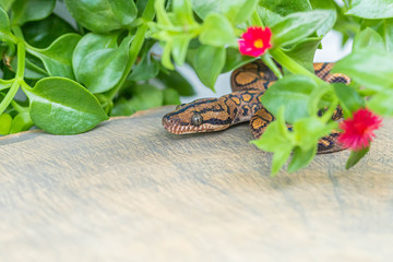 Macro of Epicrates cenchria hiding in blooming plant on wood slice. Exotic pet, poster, wallpaper, background, close up