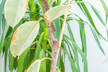 Close up of epicrates cenchria snake swaying along rubber fig and looking down. Exotic pet. Poster, wallpaper