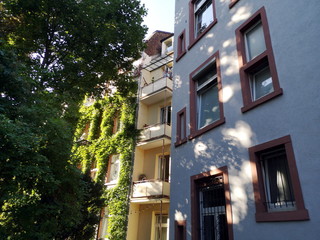 Lauschiger Hinterhof mit großen Baum und begrünter Fassade eines Altbau mit Balkon im Sommer bei...