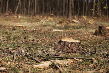 The picture after felling is a lot of stumps of coniferous trees remaining in the ground. stumps after illegal felling. selective focus