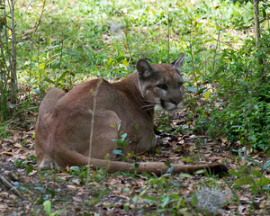 Panther Stock Photos. Close-up profile view looking at the camera with a foliage background displaying brown fur, head, ears, eyes, whiskers, nose, paws, tail in its habitat. Picture. Image. Portrait.