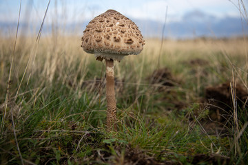 10-18-2019 Hiddensee Island, Germany, Common giant umbrella, parasol or giant umbrella mushroom (Macrolepiota procera)