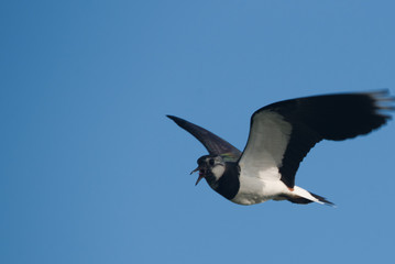 a noisy lapwing flying in the blue sky