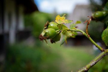 green rose hips in the garden