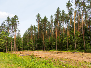 IIlegal chaotic deforestation in Ukraine with a low economy leads to baldness and climatic natural disasters. Extraction of amber in Ukraine Chopping wood