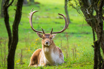 Fallow deer stag Dama Dama in a forest