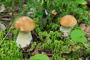 Two Oak Mushrooms or cep mushrooms in the moss at the forest