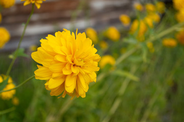 yellow chrysanthemum flowers in the garden